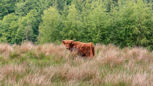 A close-up of a highland cattle grazing on the Hafod Estate, Ceredigion, Wales